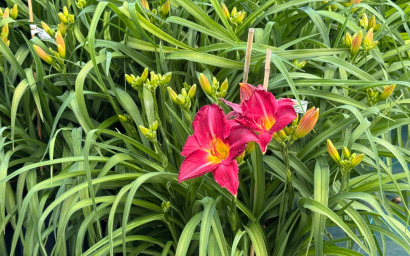 hemerocallis charles johnston